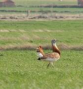 Great Bustard