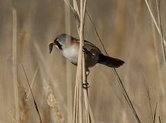 Bearded Reedling