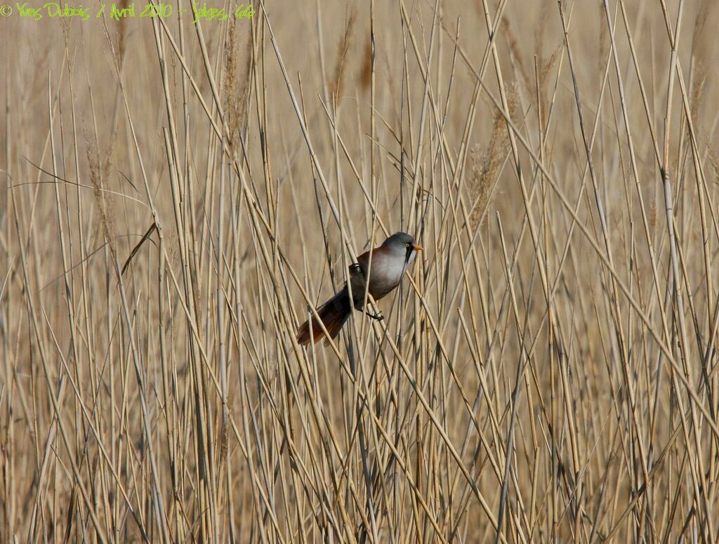 Bearded Reedling