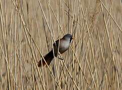 Bearded Reedling