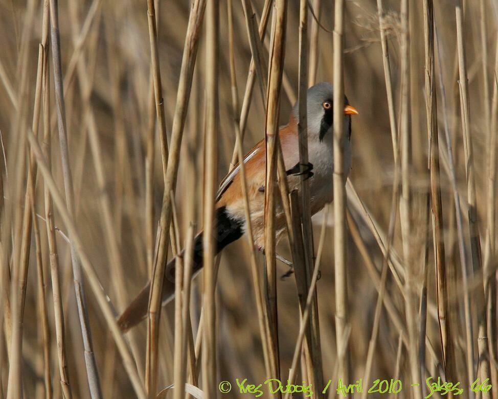 Bearded Reedling