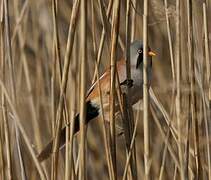 Bearded Reedling