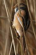 Bearded Reedling