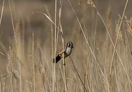 Bearded Reedling