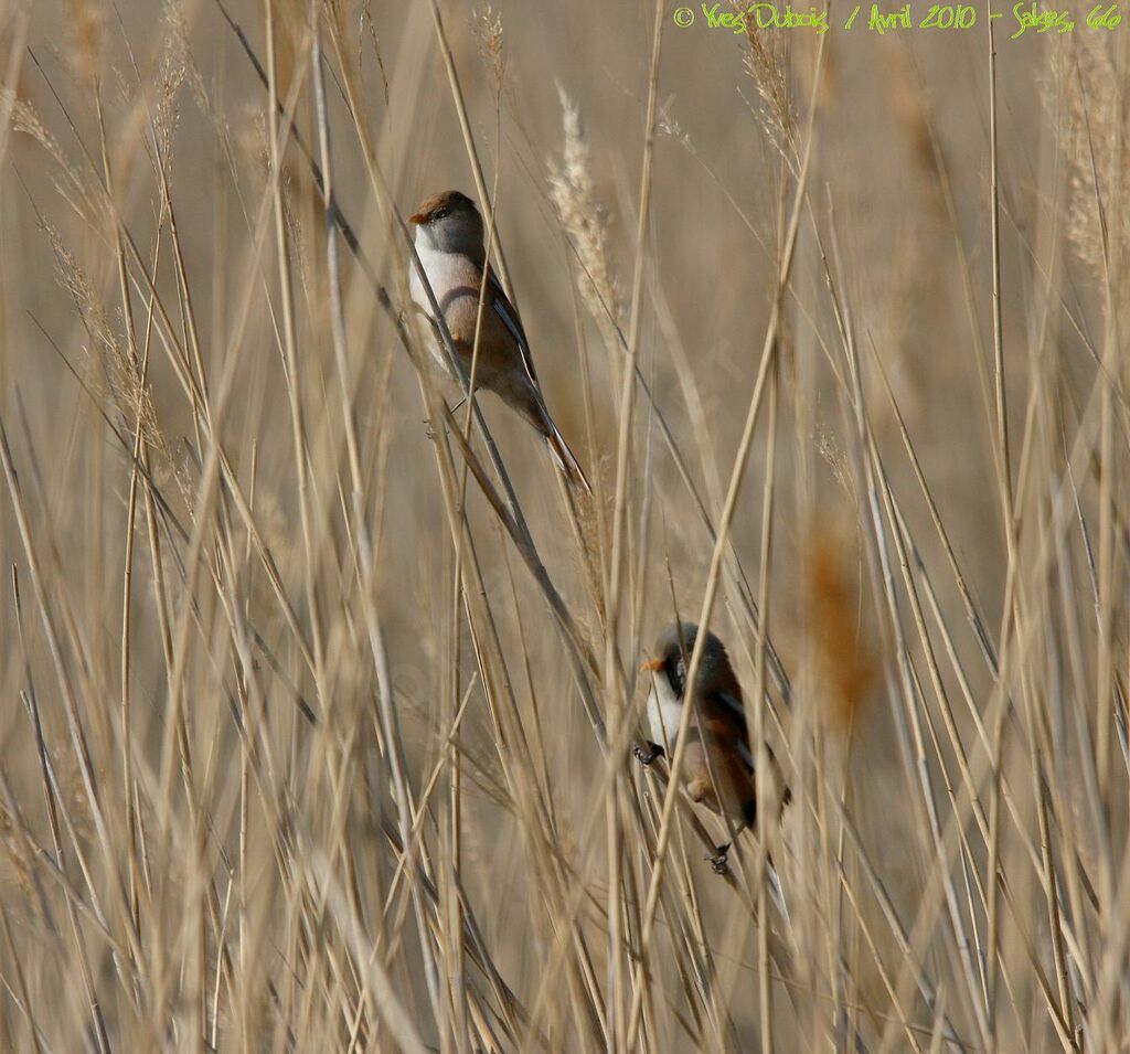 Bearded Reedling