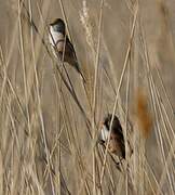 Bearded Reedling