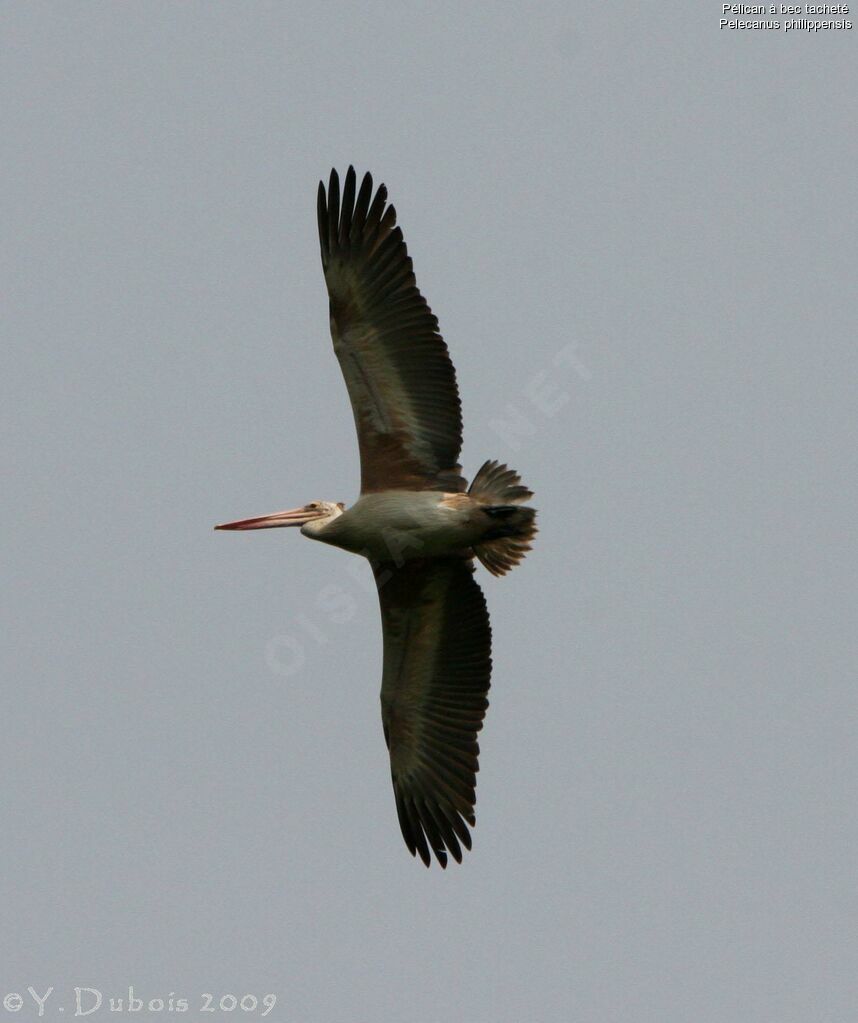 Spot-billed Pelican, Flight