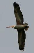 Spot-billed Pelican