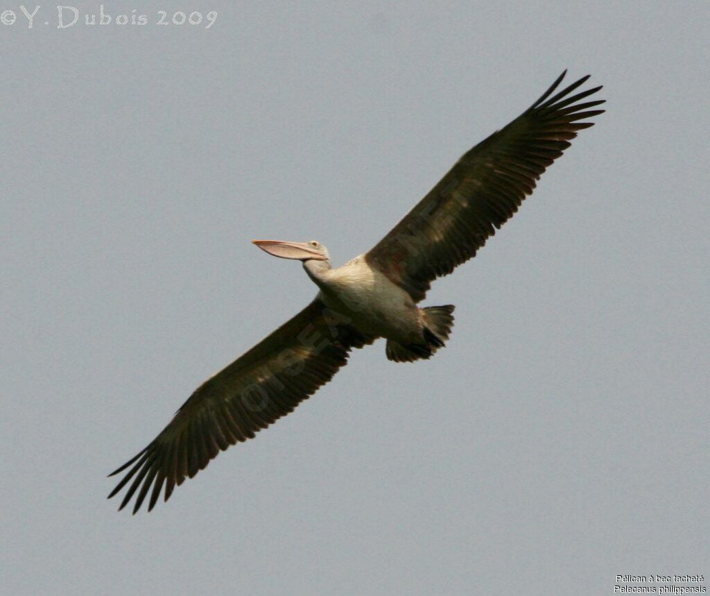 Spot-billed Pelican