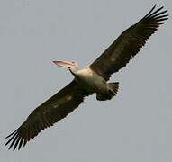 Spot-billed Pelican