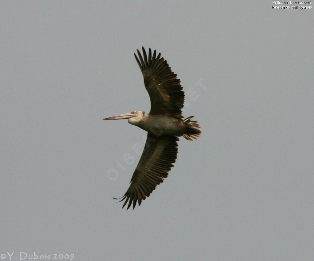 Spot-billed Pelican