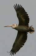 Spot-billed Pelican