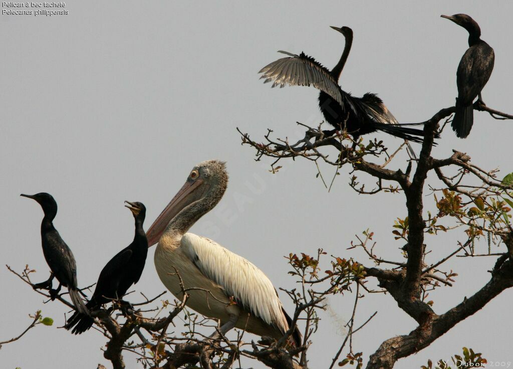 Spot-billed Pelican