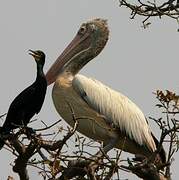 Spot-billed Pelican