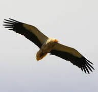 Egyptian Vulture