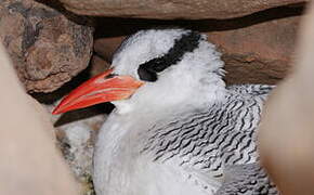 Red-billed Tropicbird