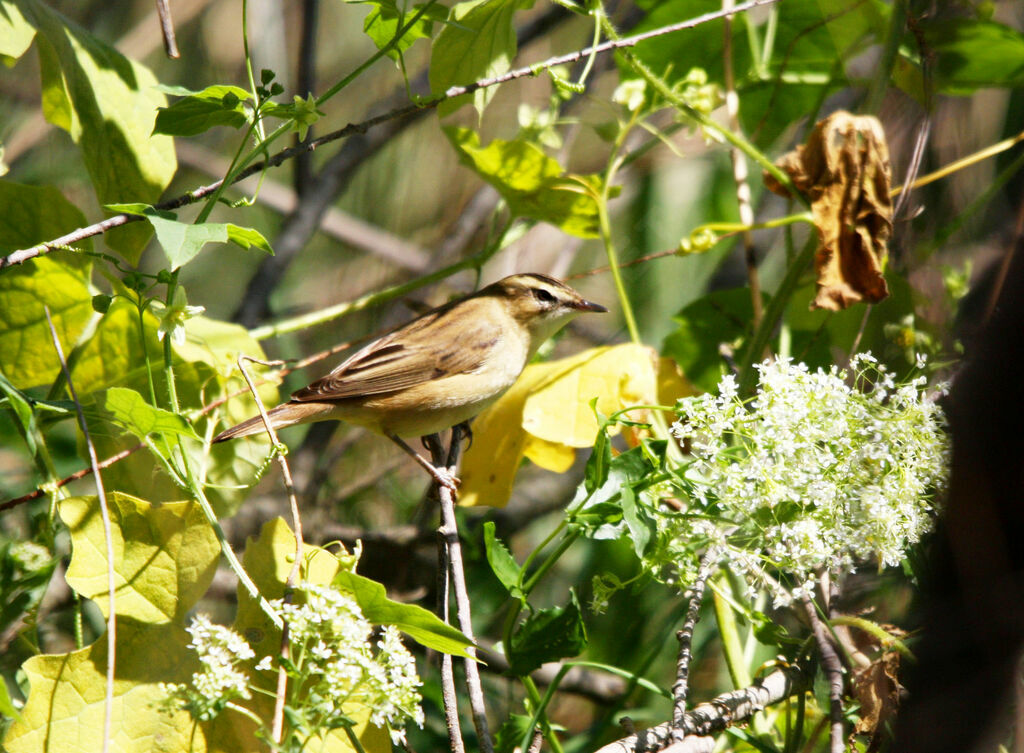 Sedge Warbler