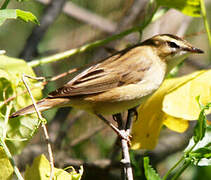 Sedge Warbler