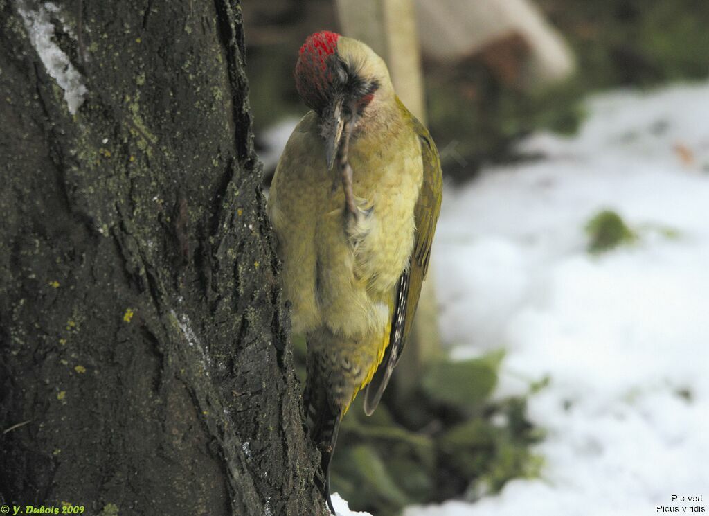 European Green Woodpecker