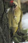 European Green Woodpecker