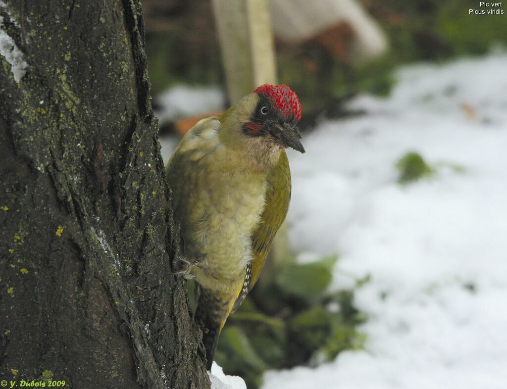 European Green Woodpecker