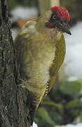 European Green Woodpecker