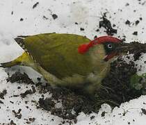 European Green Woodpecker