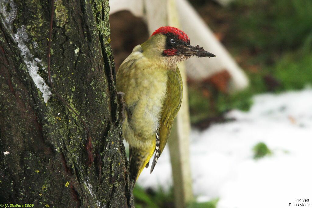 European Green Woodpecker