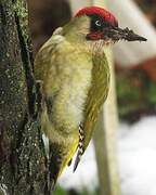 European Green Woodpecker