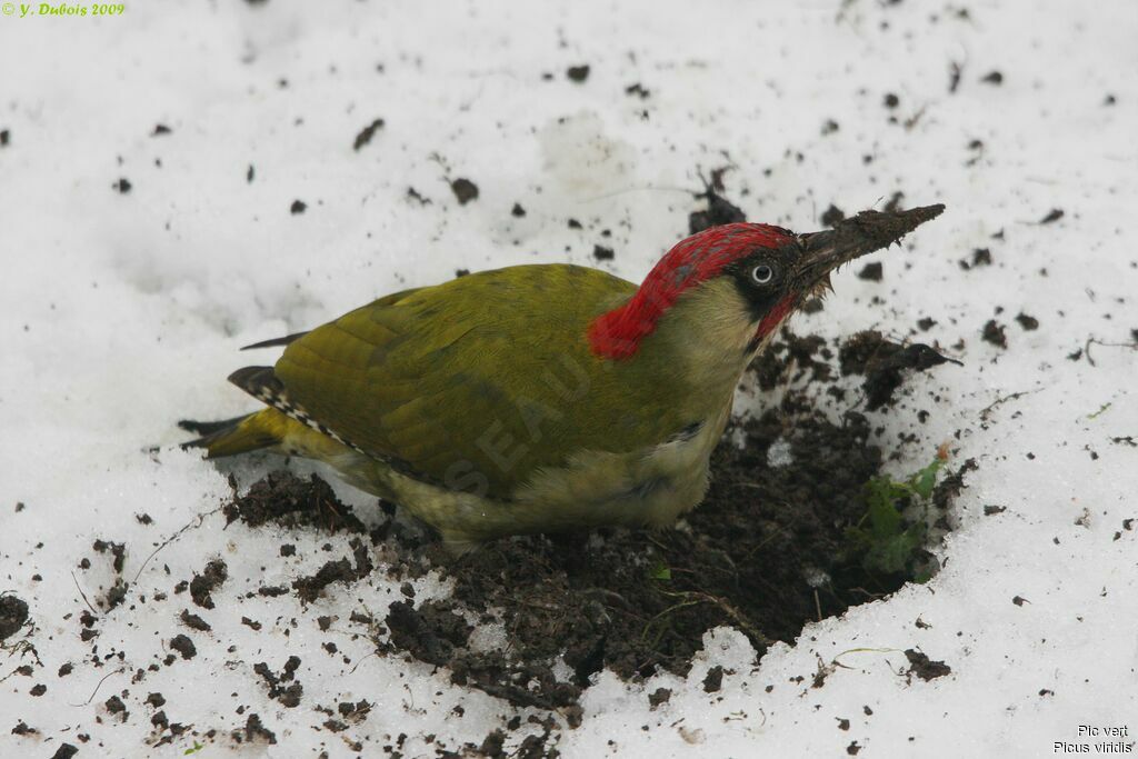 European Green Woodpecker