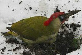 European Green Woodpecker