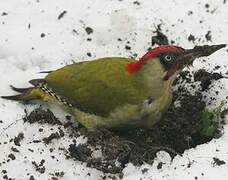 European Green Woodpecker