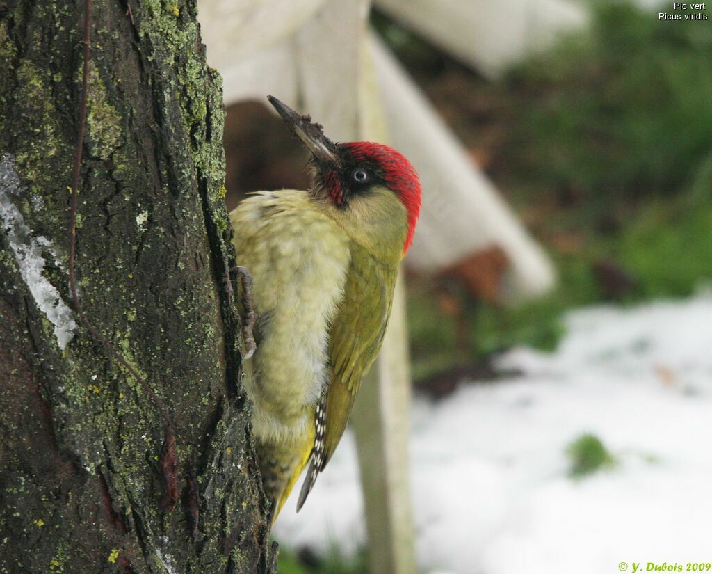 European Green Woodpecker