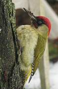 European Green Woodpecker