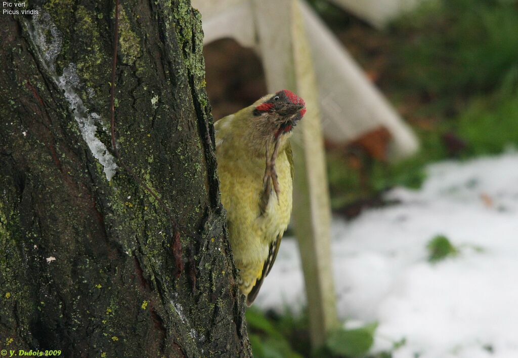 European Green Woodpecker