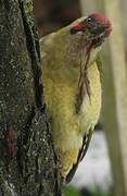 European Green Woodpecker