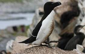 Razorbill