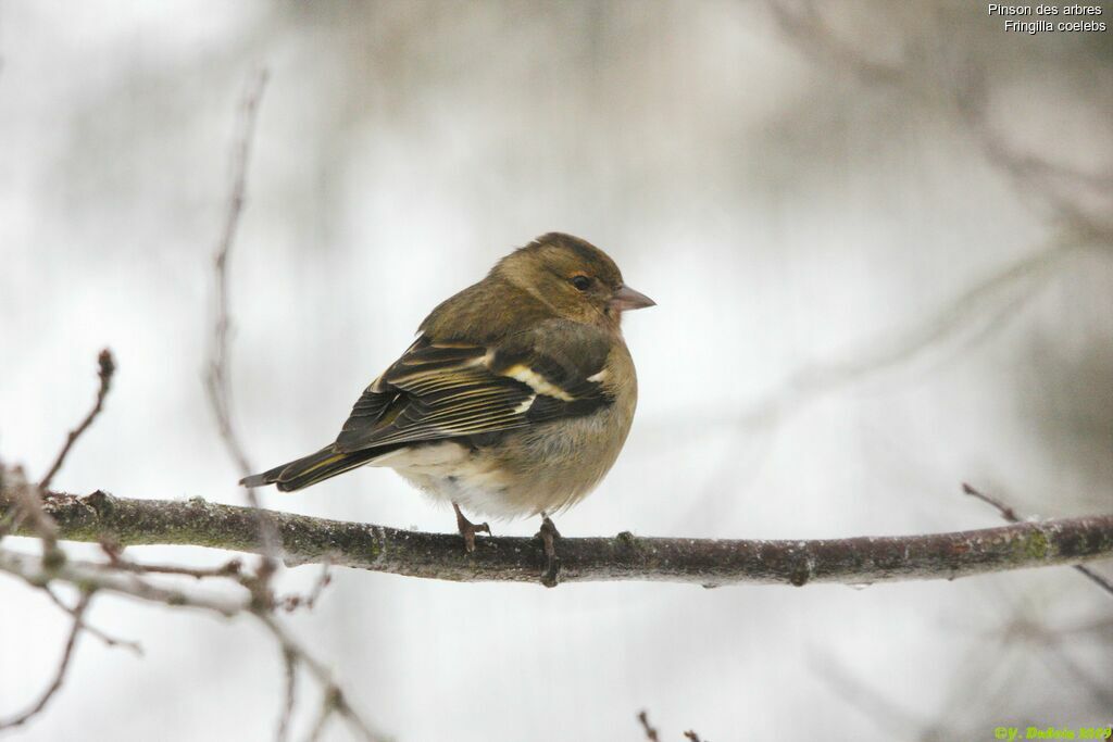 Eurasian Chaffinch