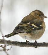 Eurasian Chaffinch