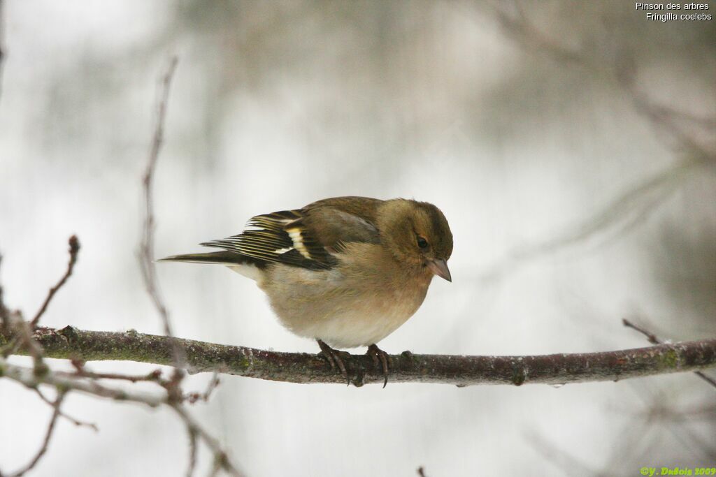 Common Chaffinch