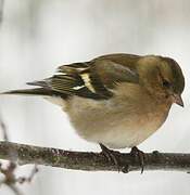 Eurasian Chaffinch