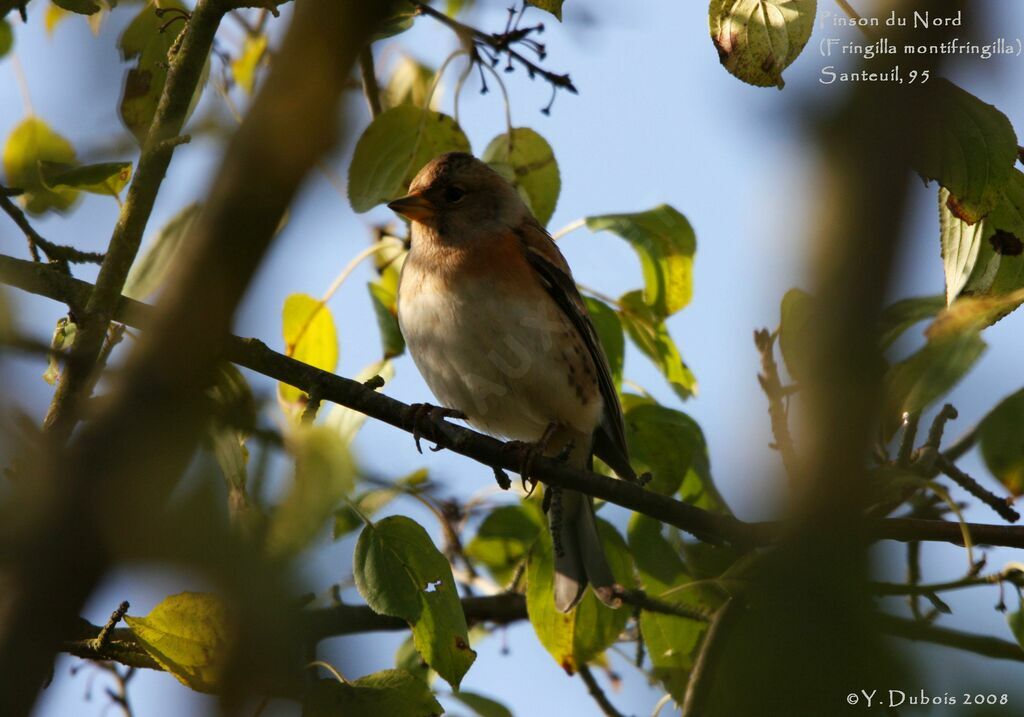 Brambling