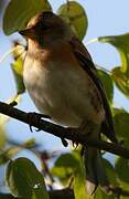 Brambling