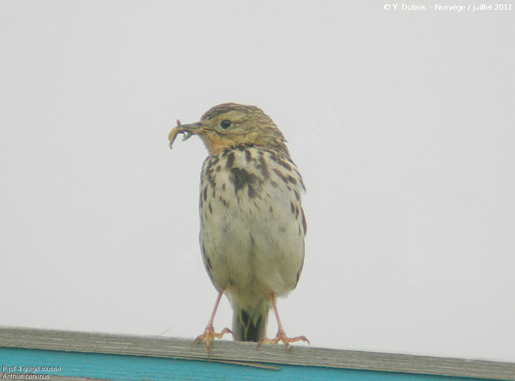 Pipit à gorge rousse