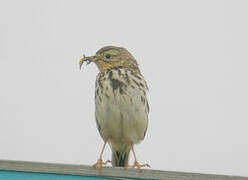 Pipit à gorge rousse