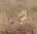 Pipit rousseline