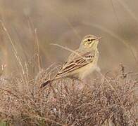 Pipit rousseline