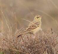 Pipit rousseline