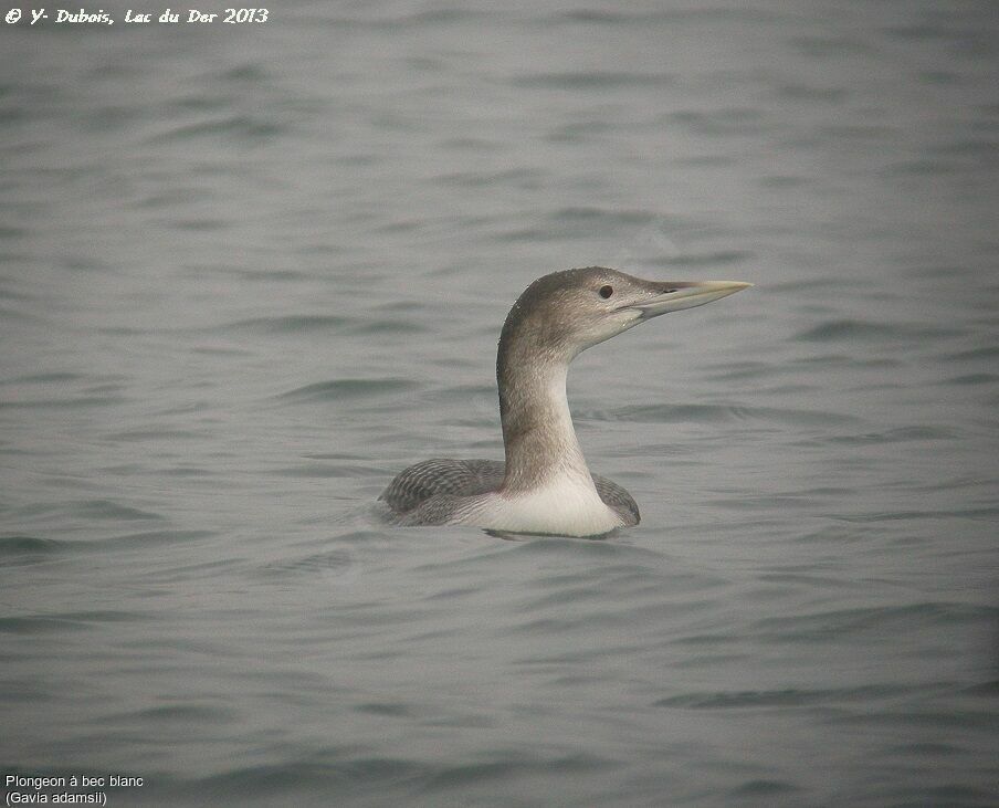 Yellow-billed Loon