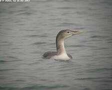 Yellow-billed Loon